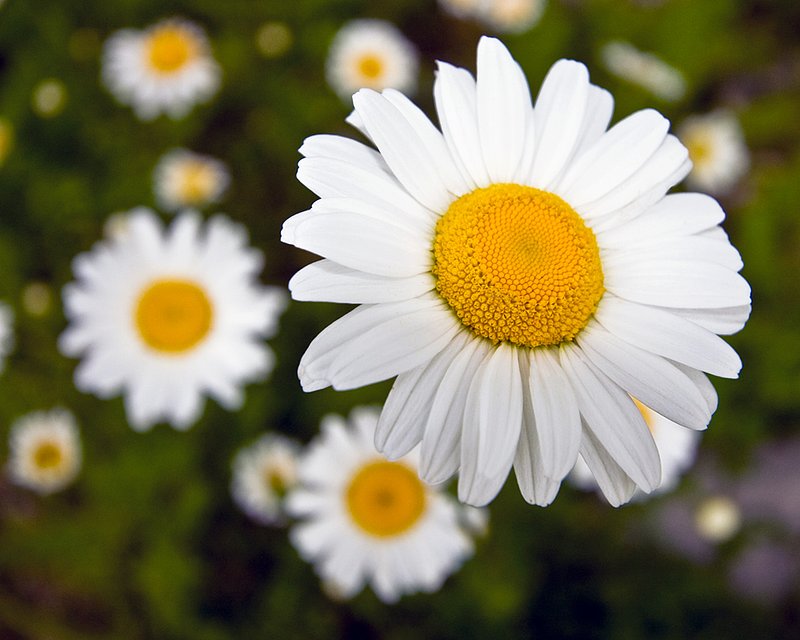 Daisy Constellation.jpg