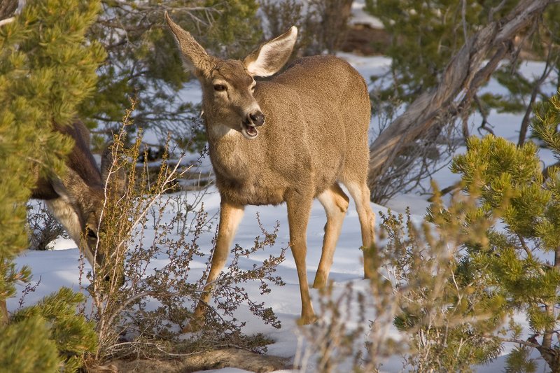 Deer Me.jpg