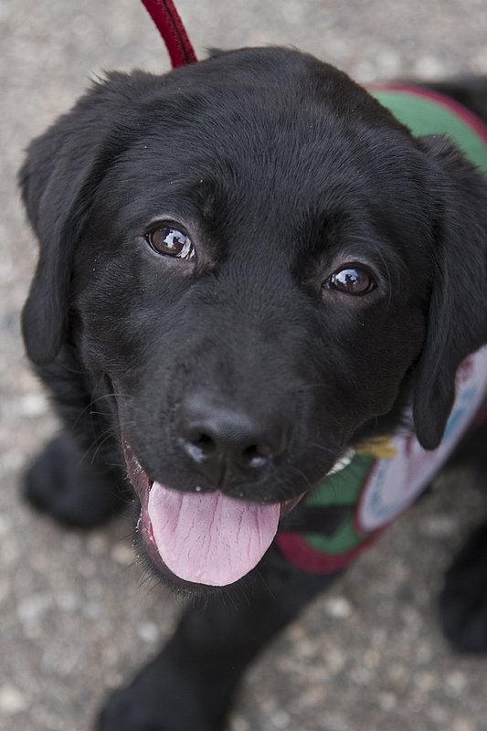 Dog Days Farmington Hills Farmers Market.jpg