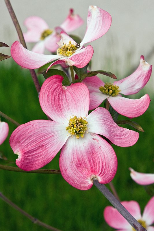 Dogwood Delight.jpg