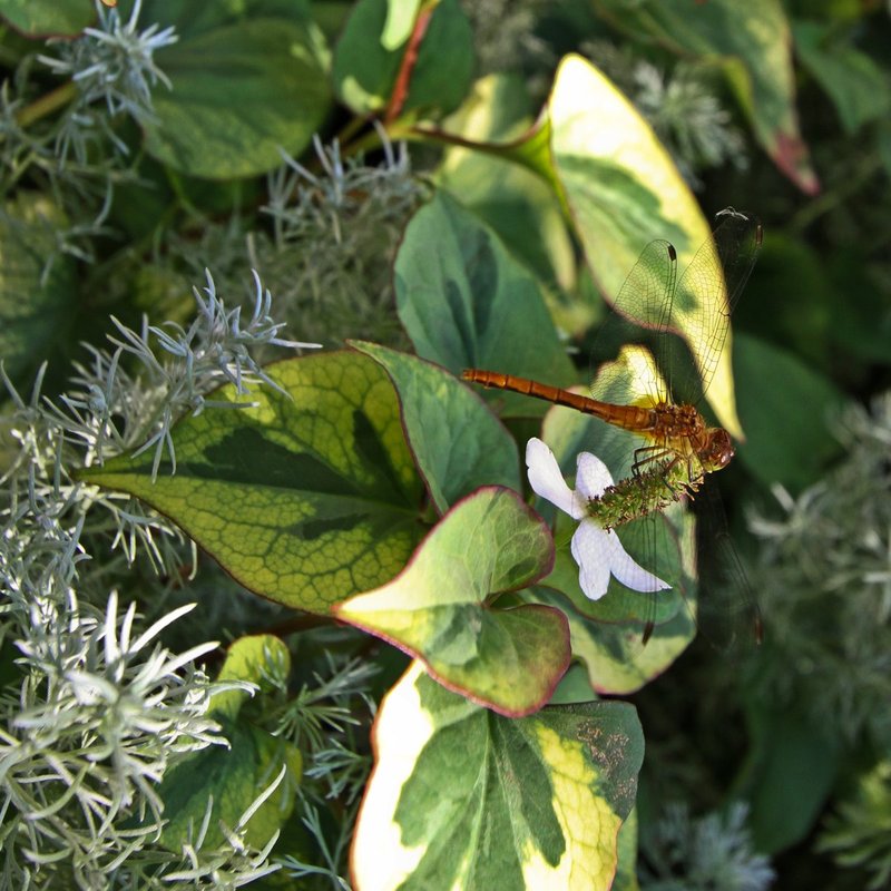 Dragonfly on chameleon plant.jpg
