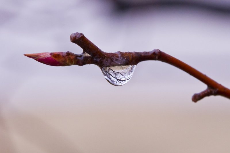Drop on branch in winter_9096.jpg