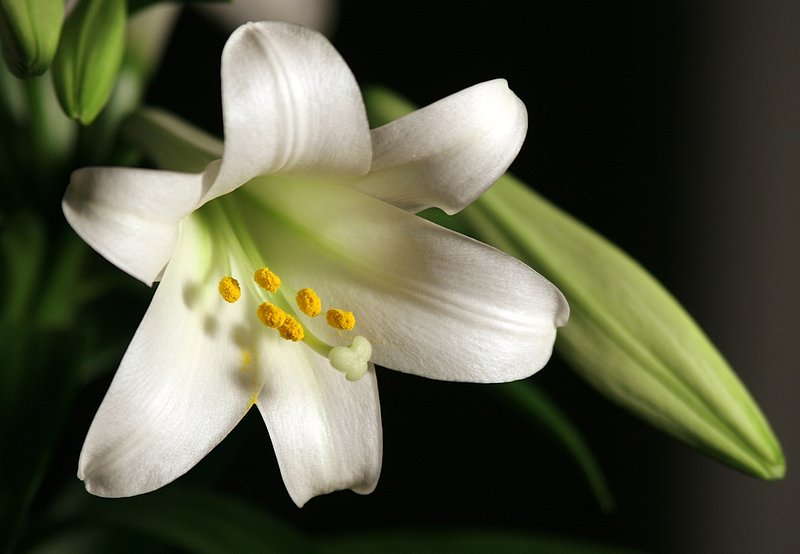 Easter Bloom.jpg