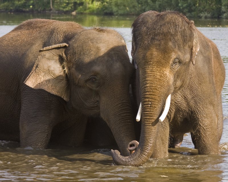 Elephant Couple in Pond.jpg