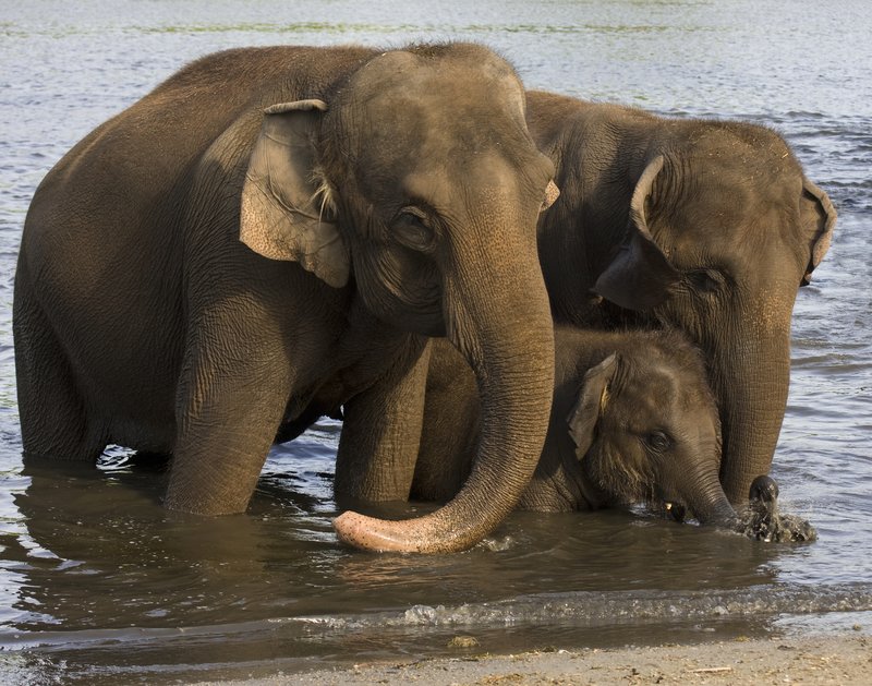 Elephant Family.jpg