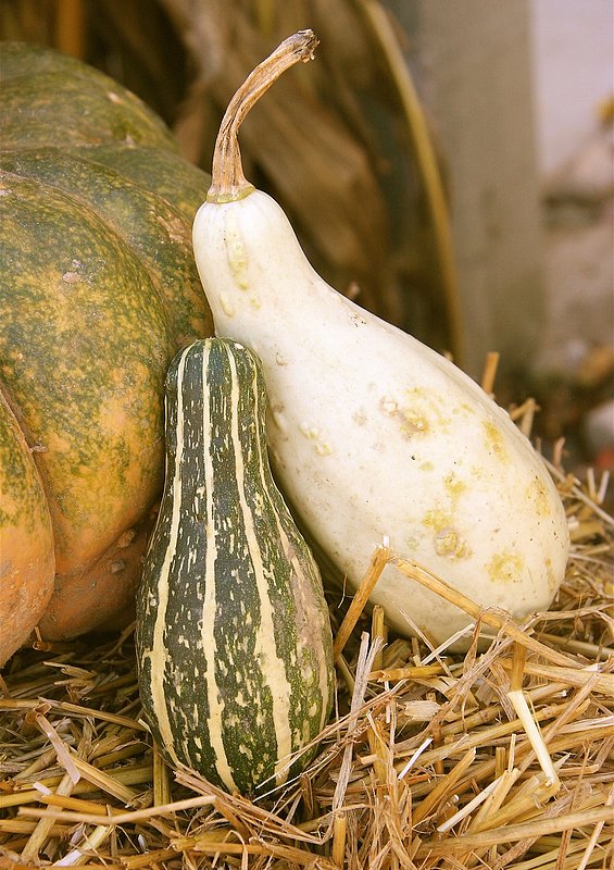 Fall Gourds.jpg