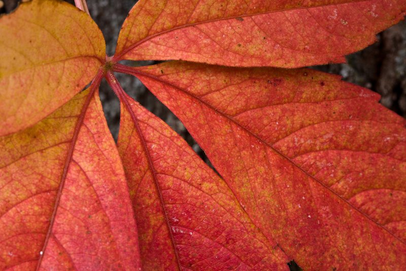 Fall Palette.jpg