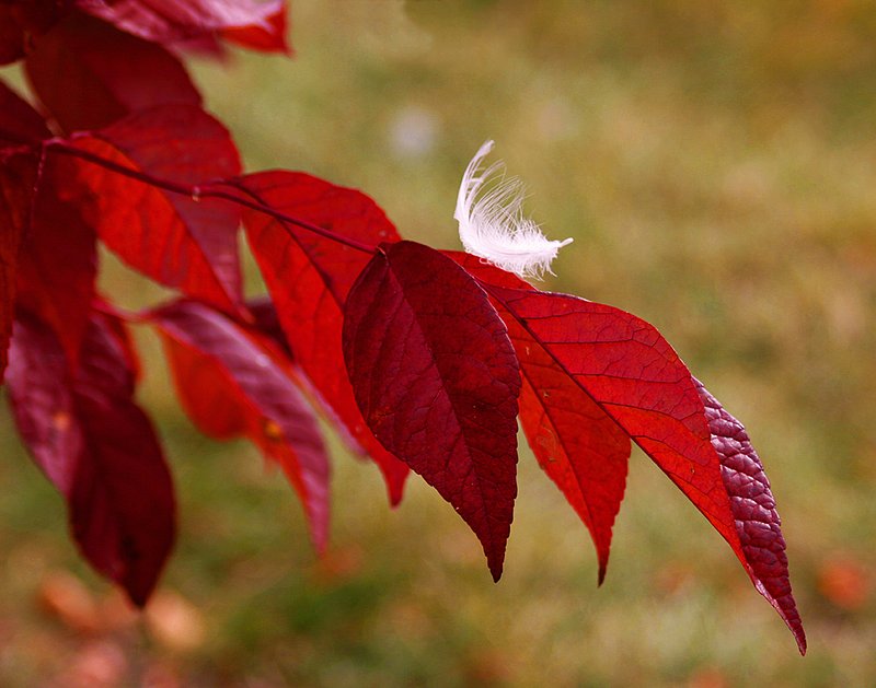 Feather on Red Leaves.jpg
