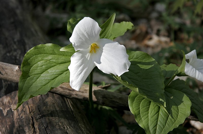 First Trillium of Spring.jpg