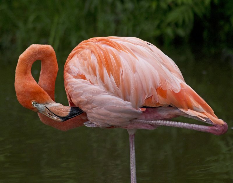 Flamingo Yoga_4013.jpg