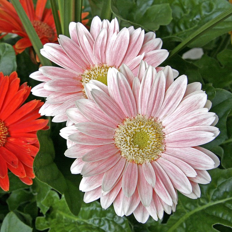 Gerberas.jpg