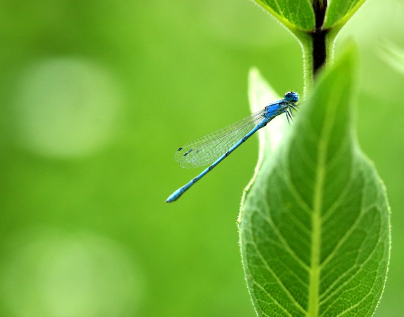 Keep It Green.jpg