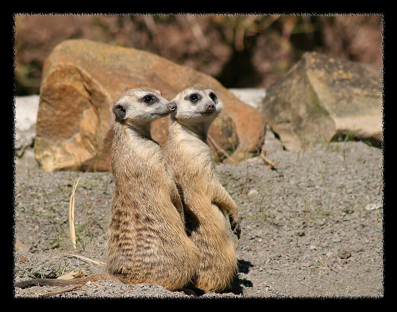 Meerkat Duet.jpg