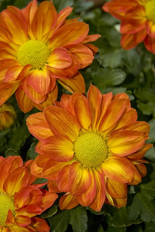 Mums The Word.jpg