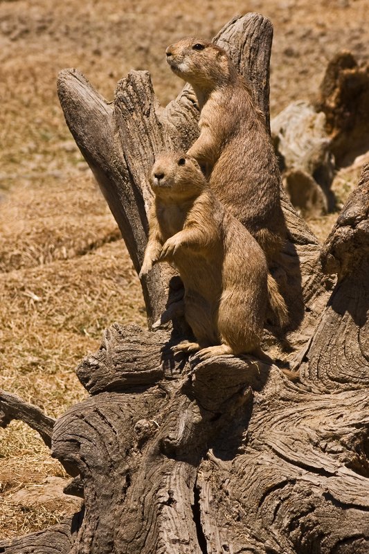 Prairie Dog Sentries1.jpg