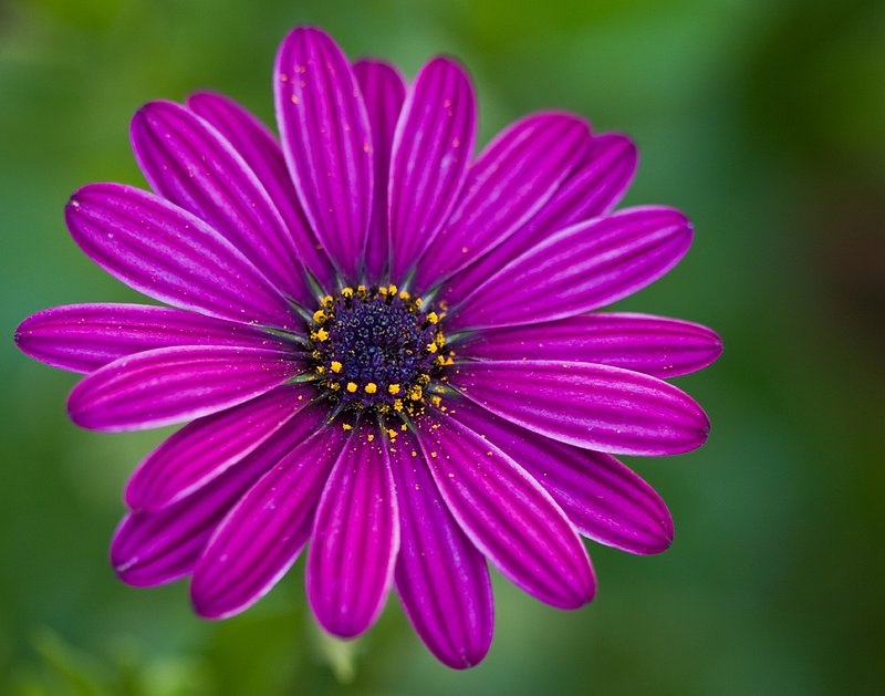 Purple Float.jpg