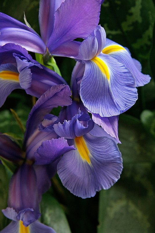 Purple Tango.jpg
