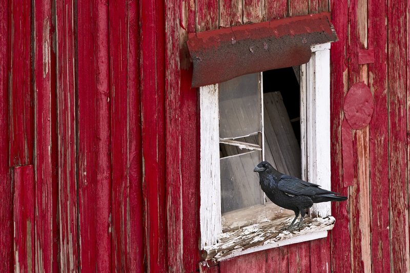 Raven on red barn.jpg