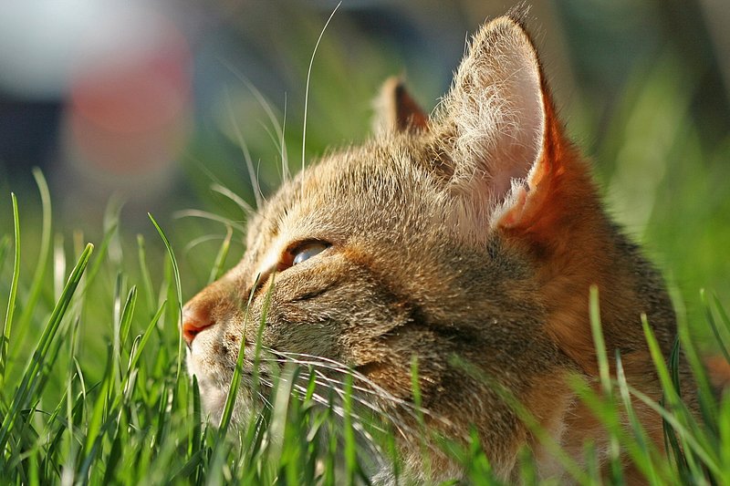 Relishing Spring.jpg