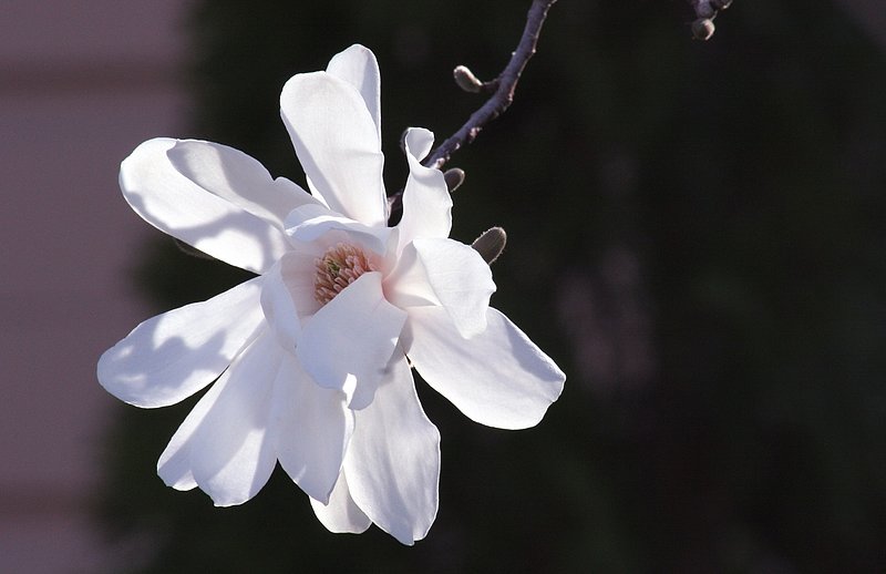 Shadow Blossom.jpg