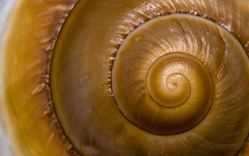 Shell Spiral.jpg