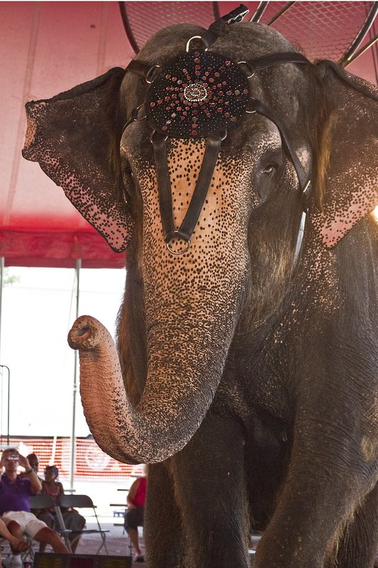 Shrine Circus Elephant.jpg