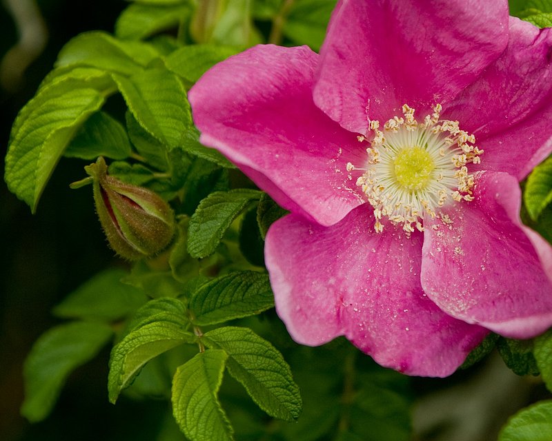 Shrub Rose.jpg