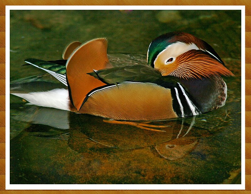 Sleepy Mandarin Duck1.jpg