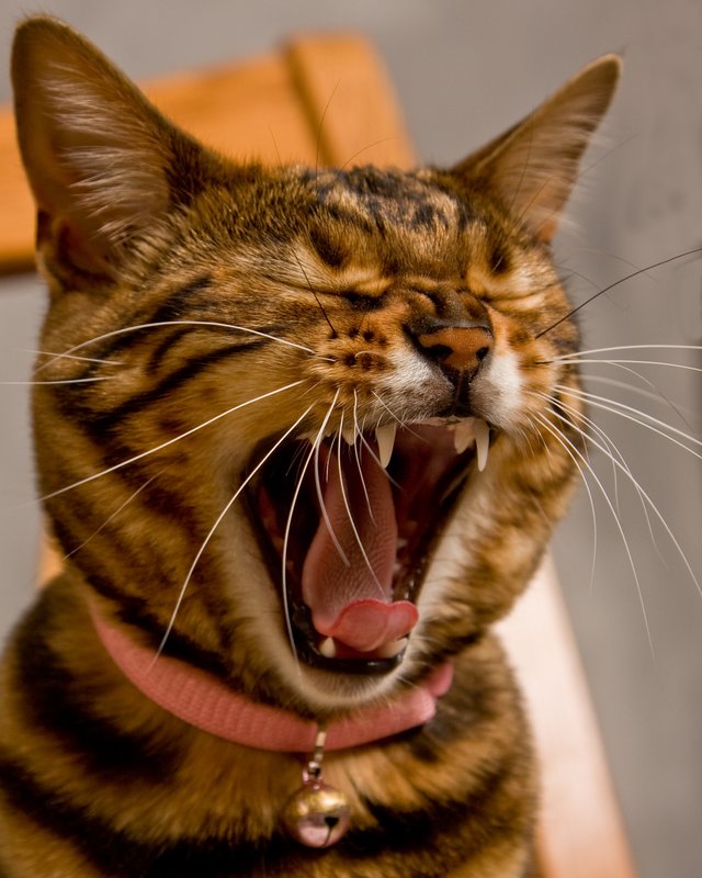 Soooooo Sleepy.jpg