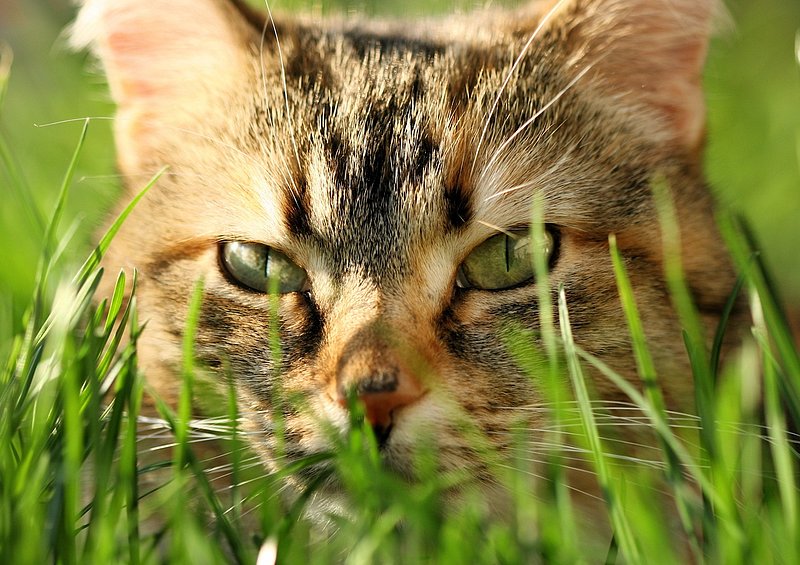 Stalking The Photographer.jpg