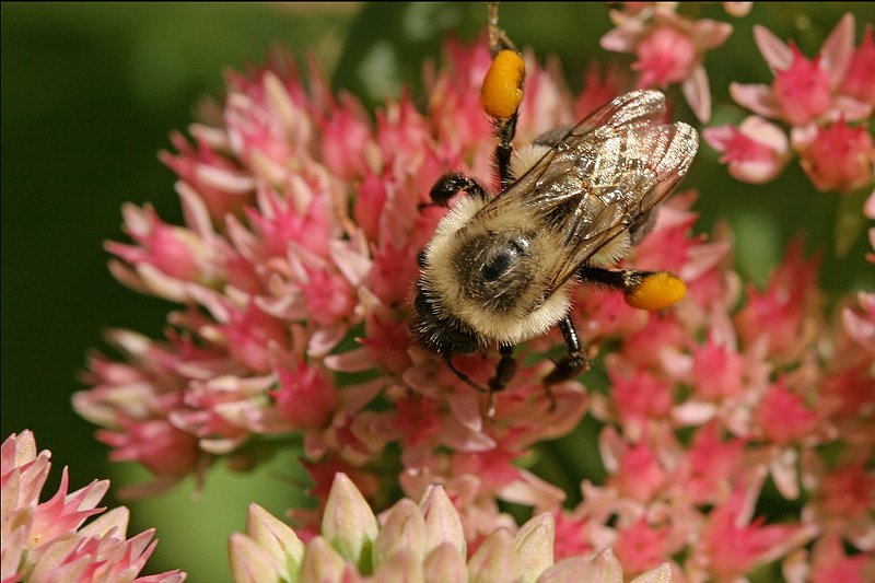 Sun Gilded Bee1.jpg