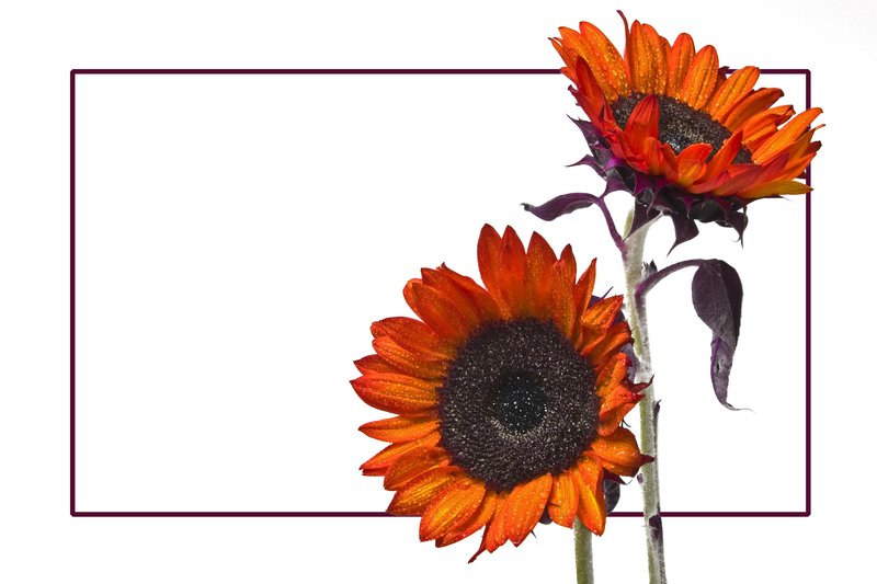 Sunflowers.jpg
