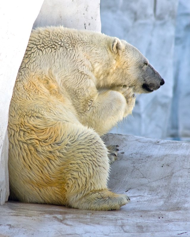 The Thinker Bear.jpg