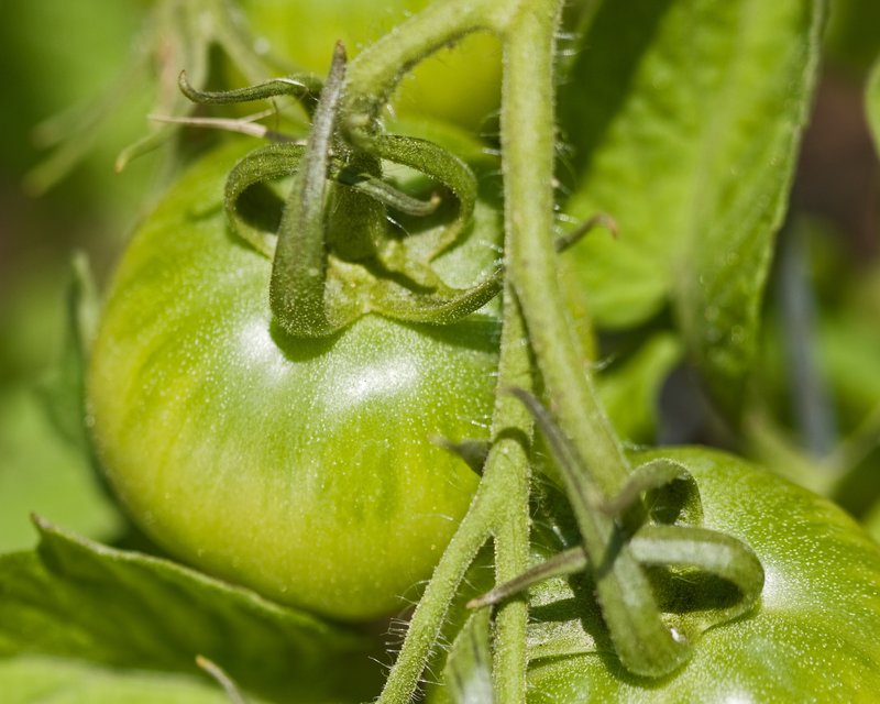 Unfried Green Tomatoes.jpg