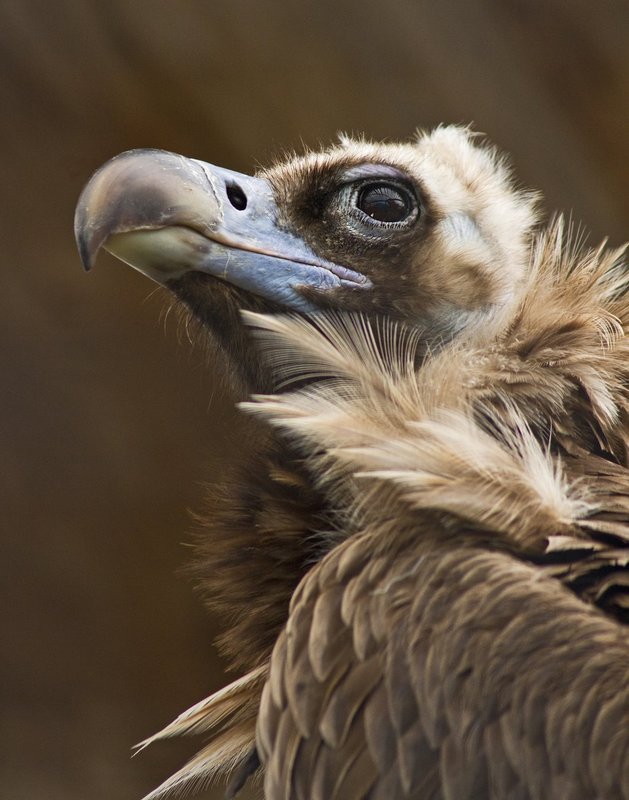 Vulture 2.jpg