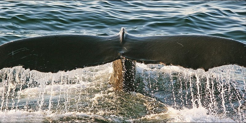 Water Is Life.jpg