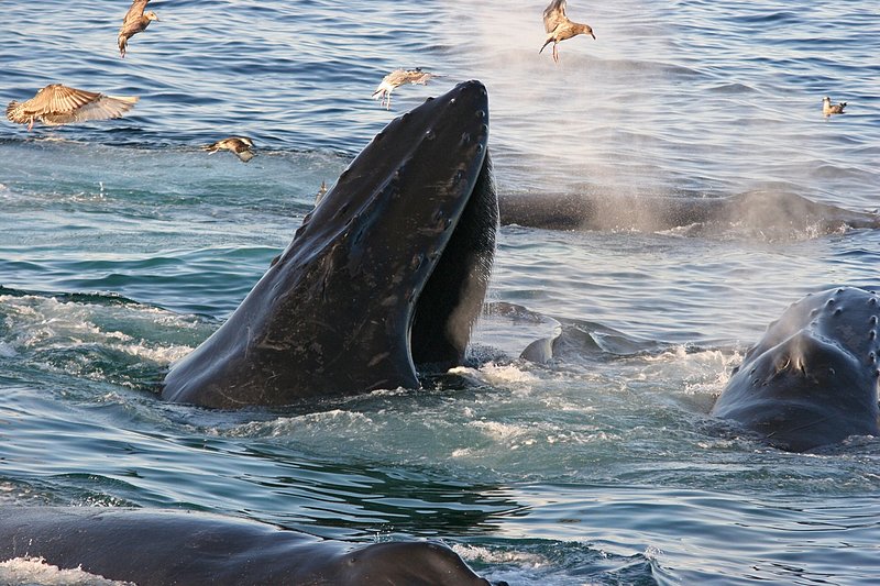 Whale Dinner.jpg