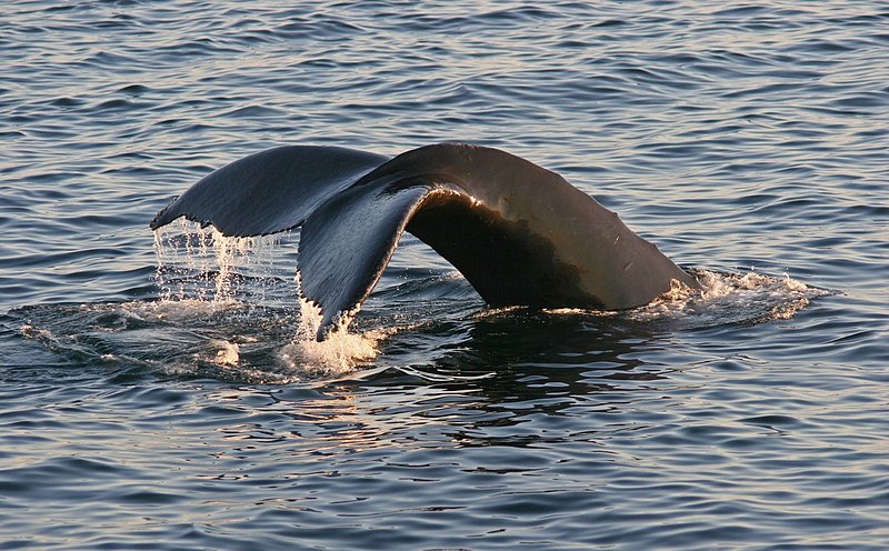 Whale Fluke.jpg