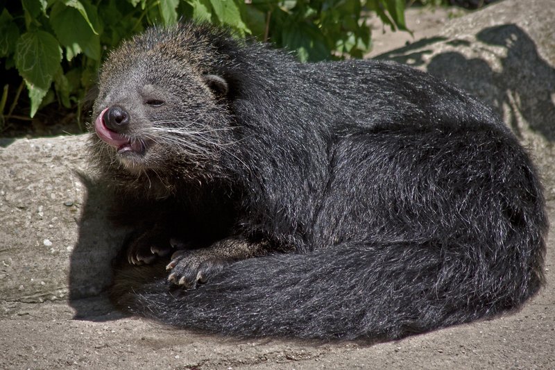 Wolverine.jpg