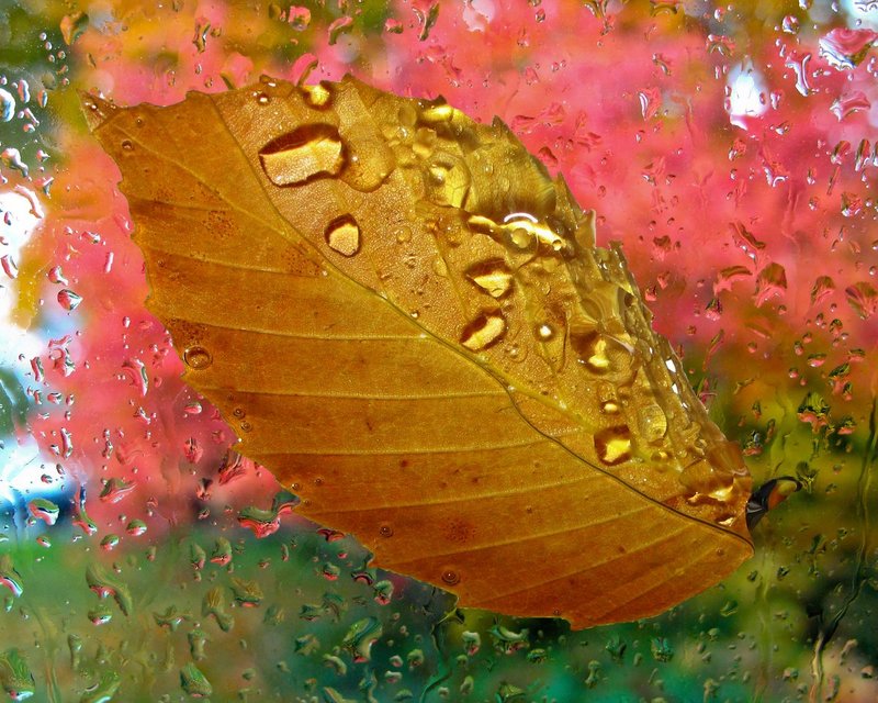 Beech leaf on rainy window.jpg