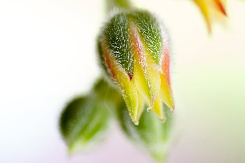 Cactus Bloom.jpg