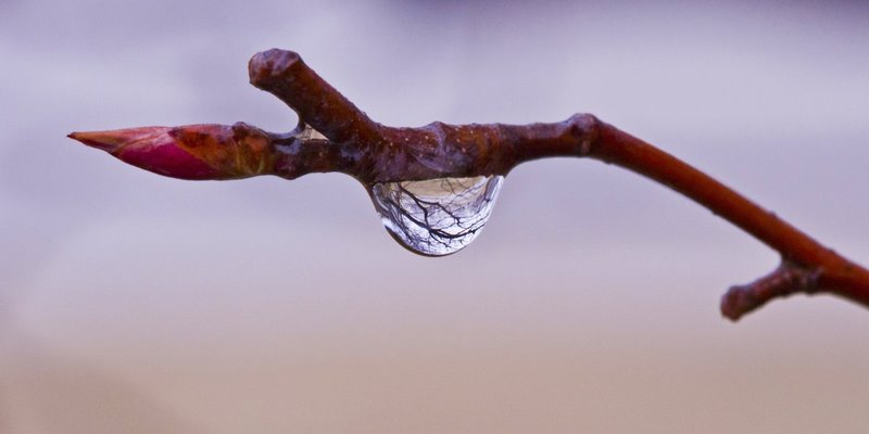 Frozen Winter Tears.jpg