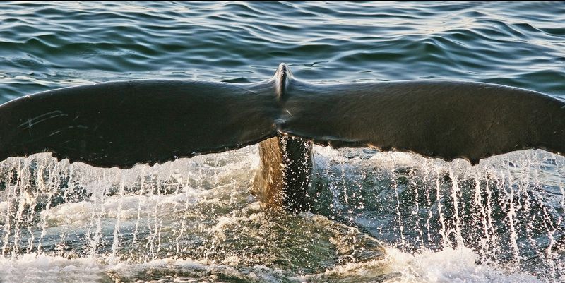 Whale Tail Provincetown MA.jpg