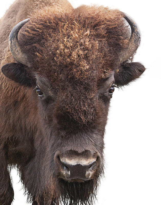 Buffalo Portrait on white.jpg