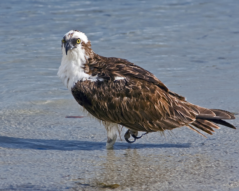 Grumpy Osprey.jpg