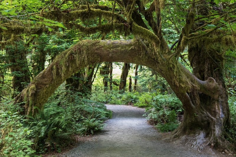 Hall of Mosses Olympic NP.jpg