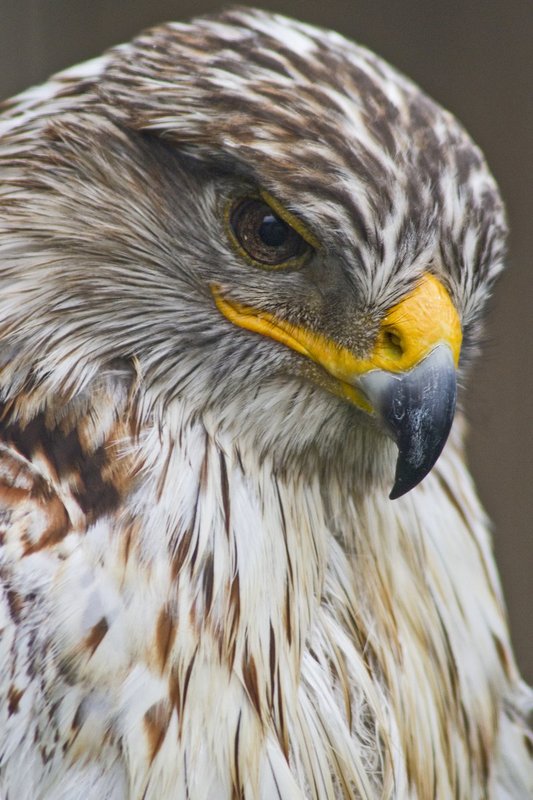 Hawk Closeup.jpg