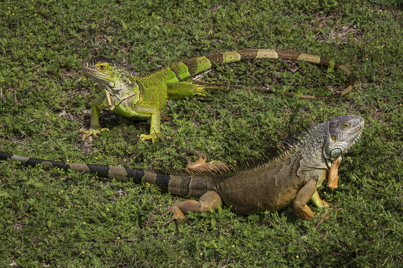 Iguana Party.jpg