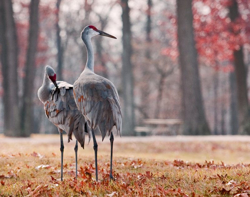 Sandhill Cranes.jpg