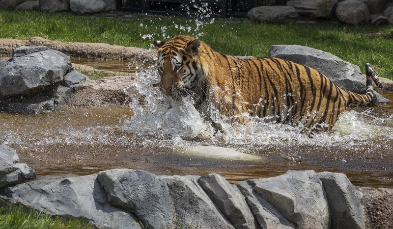 Tiger Splash.jpg